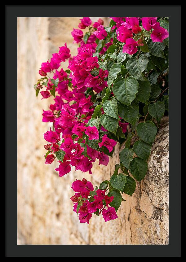 Bougainvillea Blooms Against Stone Wall