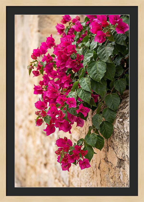 Bougainvillea Blooms Against Stone Wall
