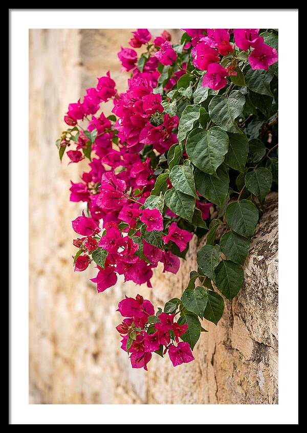 Bougainvillea Blooms Against Stone Wall