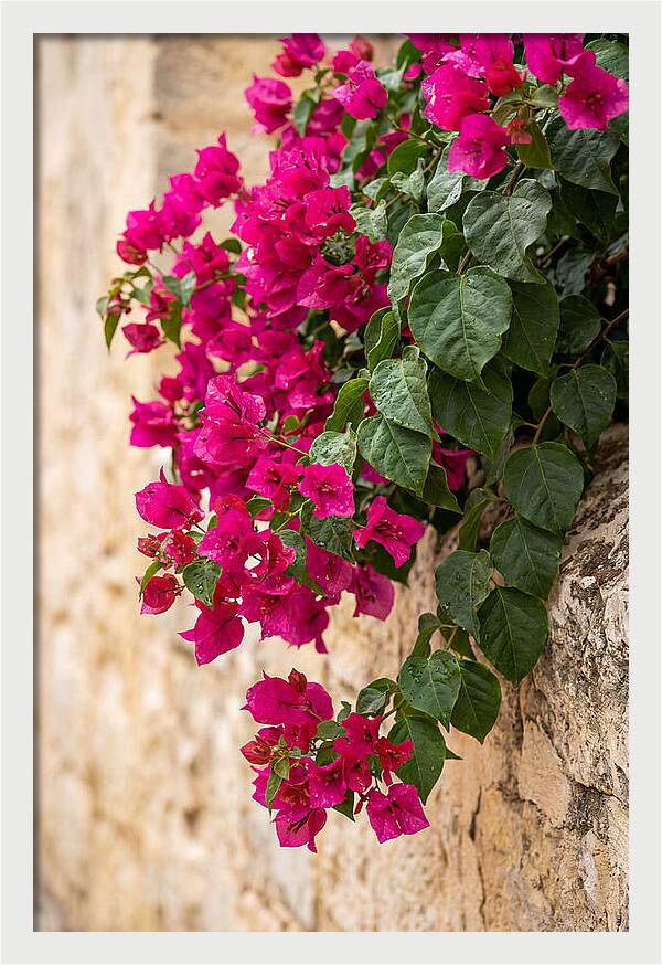 Bougainvillea Blooms Against Stone Wall