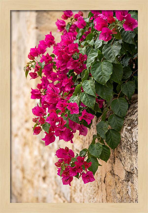 Bougainvillea Blooms Against Stone Wall