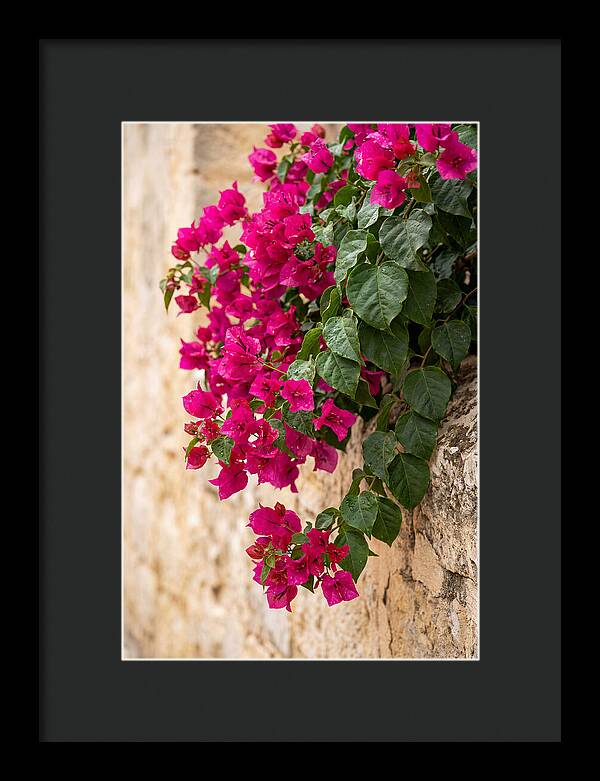 Bougainvillea Blooms Against Stone Wall