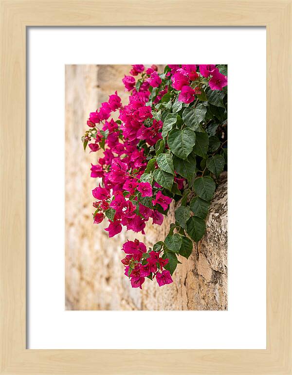 Bougainvillea Blooms Against Stone Wall