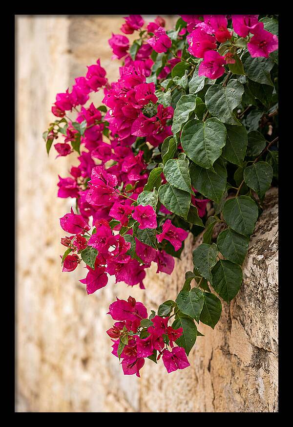 Bougainvillea Blooms Against Stone Wall