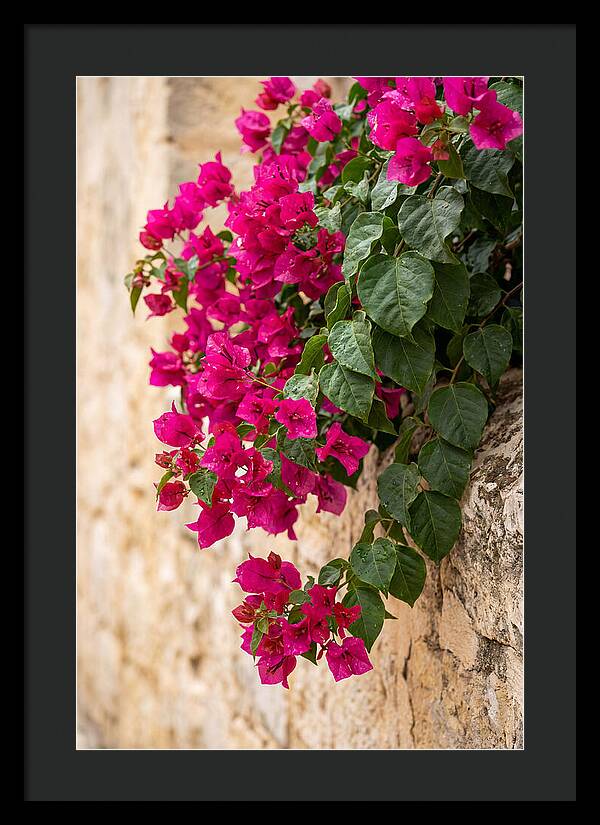 Bougainvillea Blooms Against Stone Wall