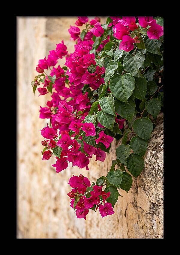 Bougainvillea Blooms Against Stone Wall
