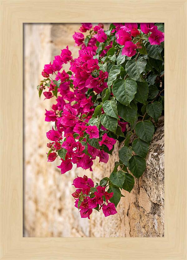 Bougainvillea Blooms Against Stone Wall