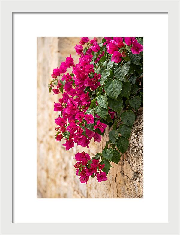 Bougainvillea Blooms Against Stone Wall
