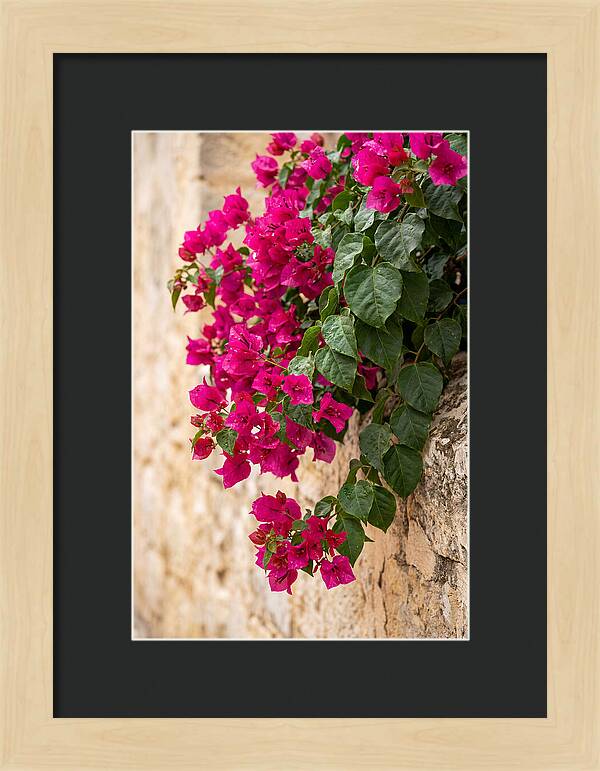 Bougainvillea Blooms Against Stone Wall