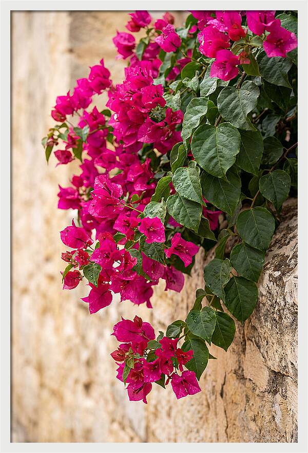 Bougainvillea Blooms Against Stone Wall