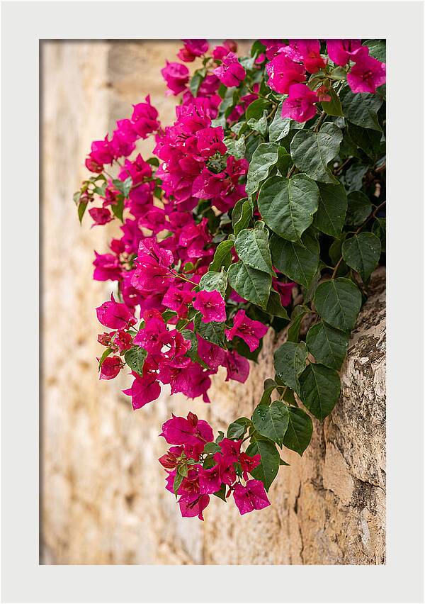 Bougainvillea Blooms Against Stone Wall