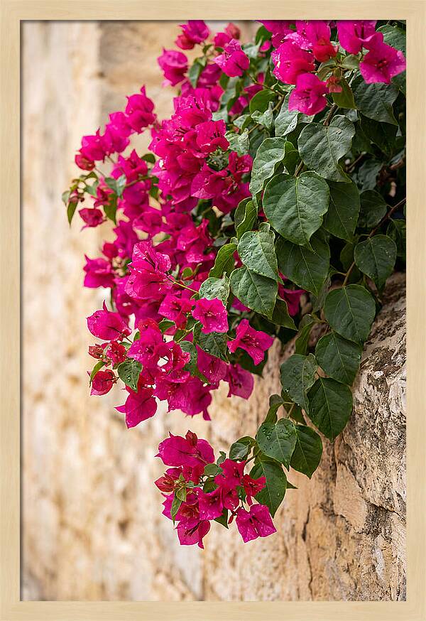 Bougainvillea Blooms Against Stone Wall