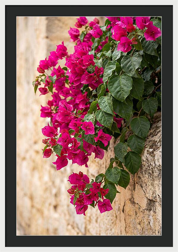 Bougainvillea Blooms Against Stone Wall