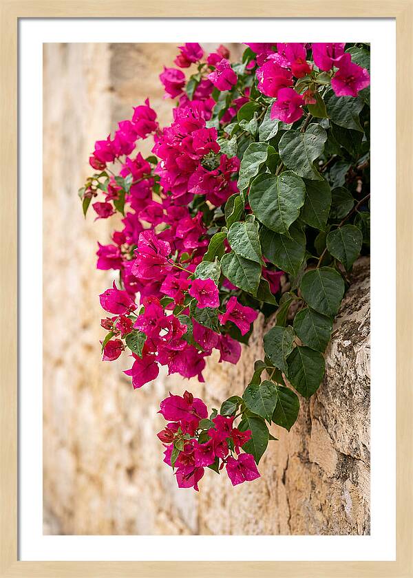 Bougainvillea Blooms Against Stone Wall