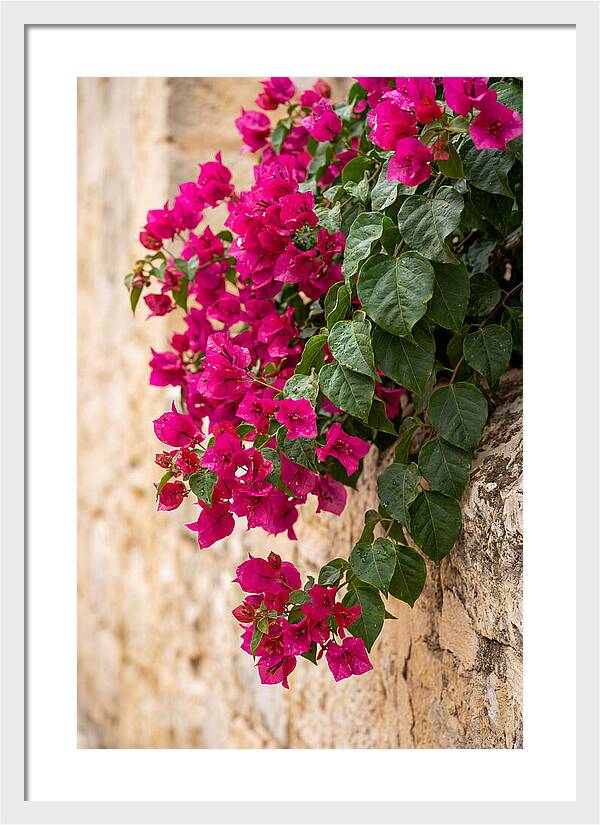 Bougainvillea Blooms Against Stone Wall