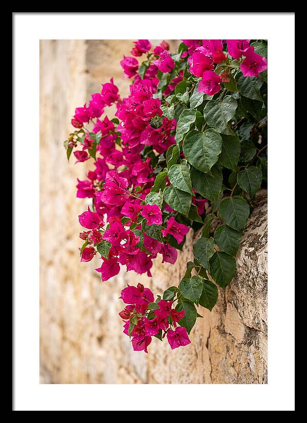 Bougainvillea Blooms Against Stone Wall