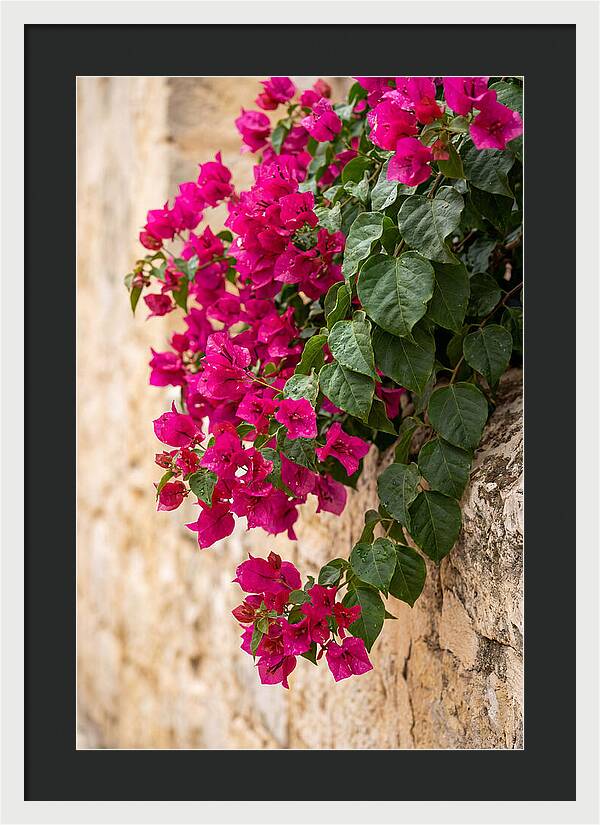 Bougainvillea Blooms Against Stone Wall