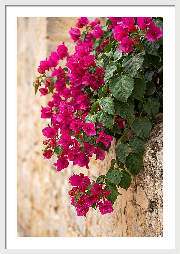 Bougainvillea Blooms Against Stone Wall