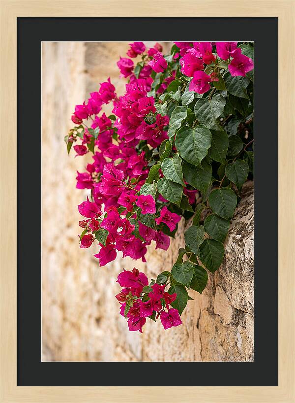 Bougainvillea Blooms Against Stone Wall
