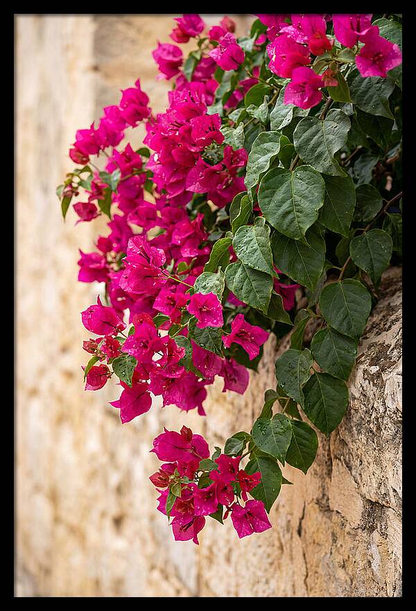 Bougainvillea Blooms Against Stone Wall