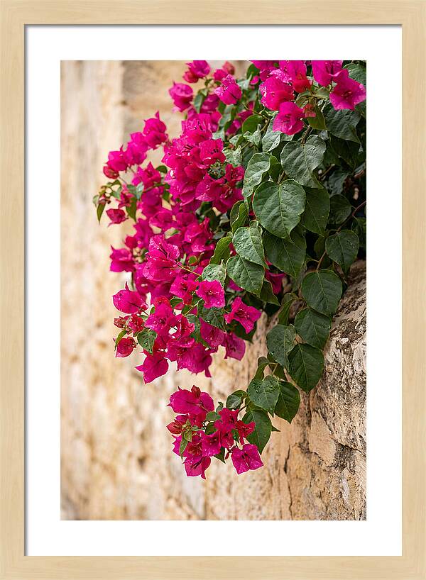 Bougainvillea Blooms Against Stone Wall