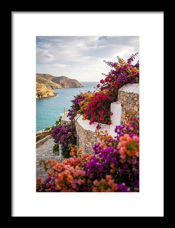 Bougainvillea By The Sea