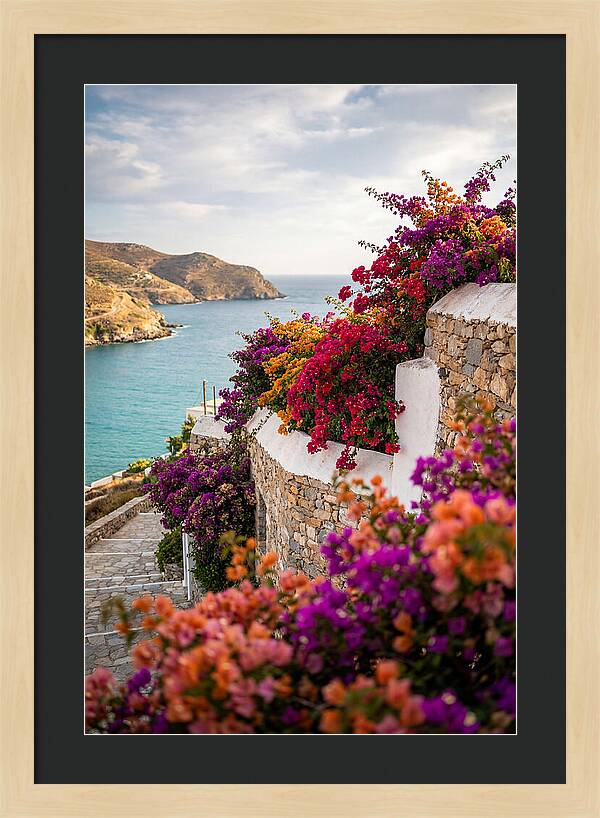 Bougainvillea By The Sea