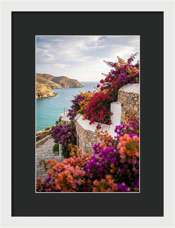 Bougainvillea By The Sea