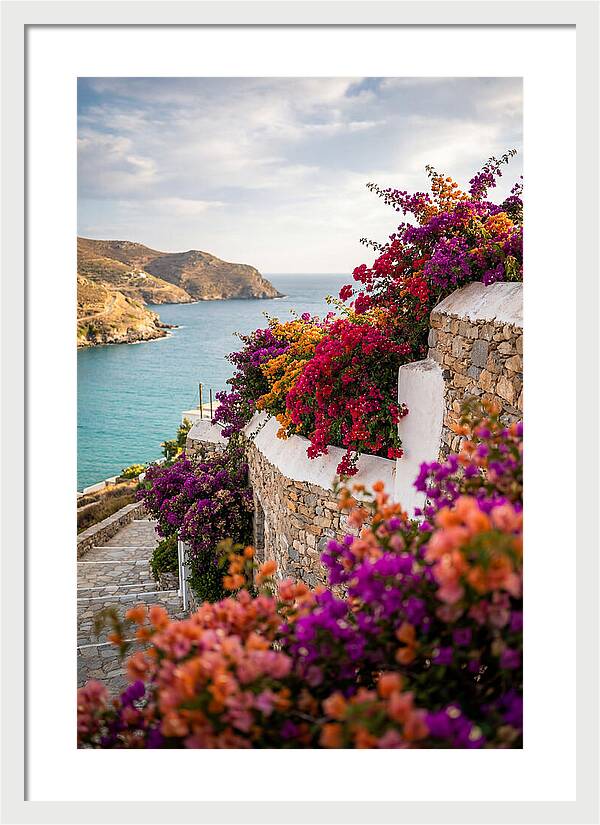 Bougainvillea By The Sea