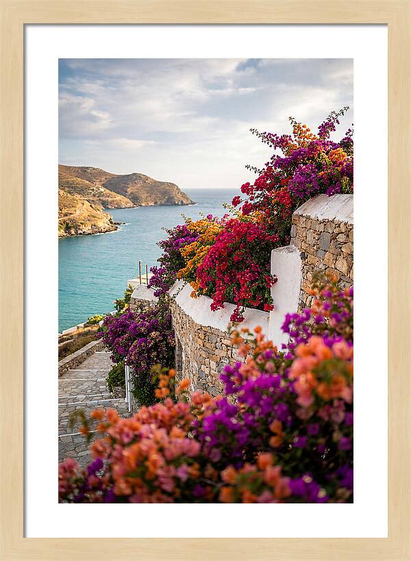 Bougainvillea By The Sea