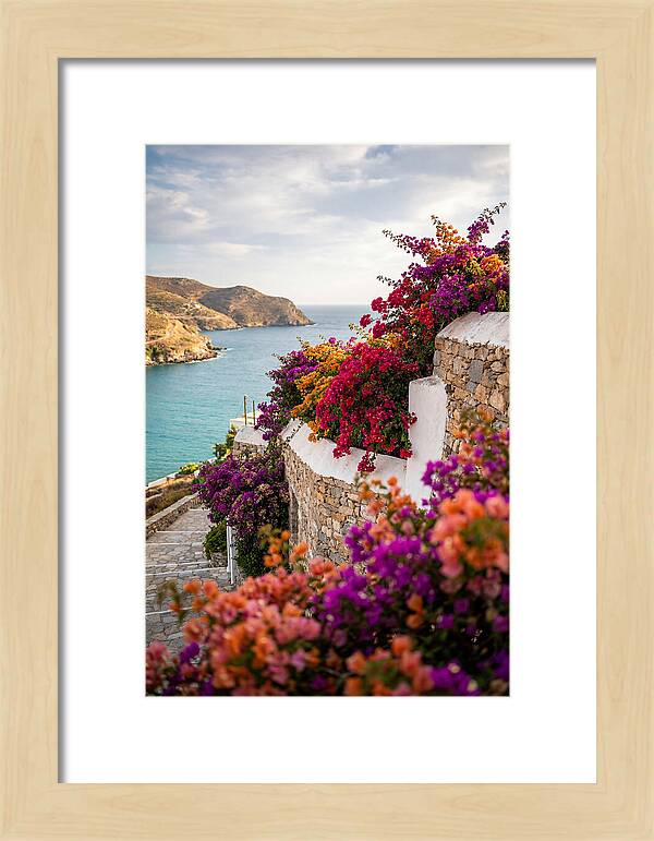 Bougainvillea By The Sea