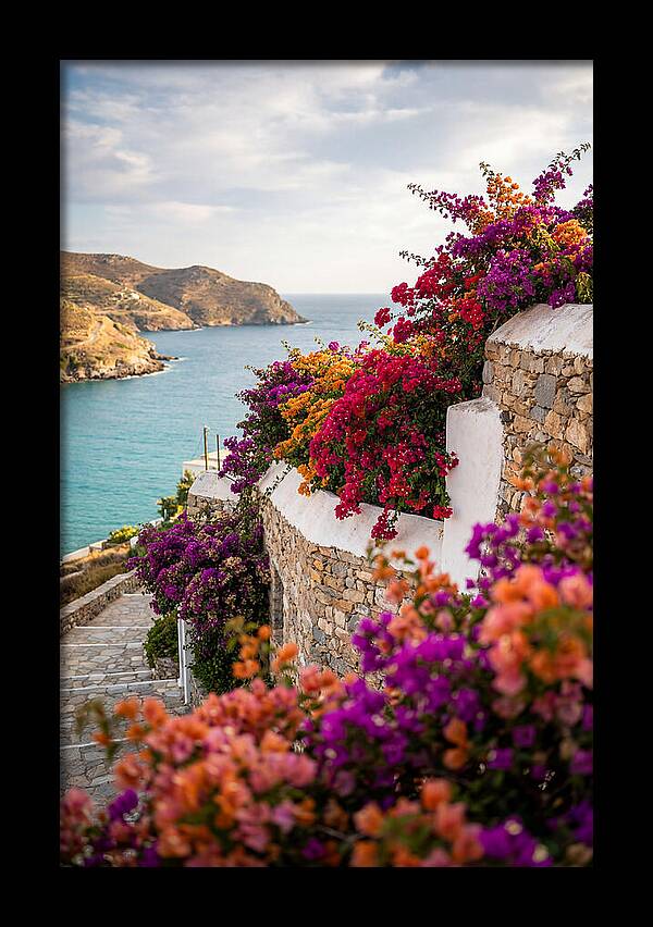 Bougainvillea By The Sea