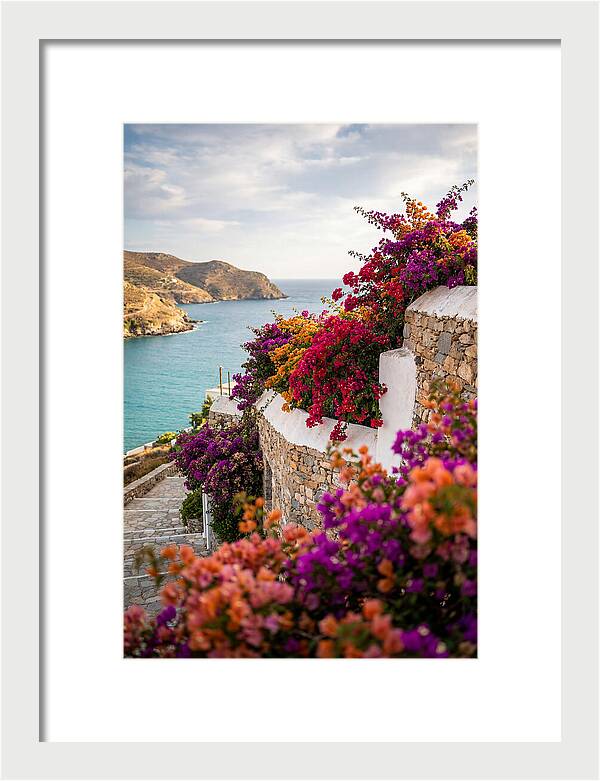 Bougainvillea By The Sea