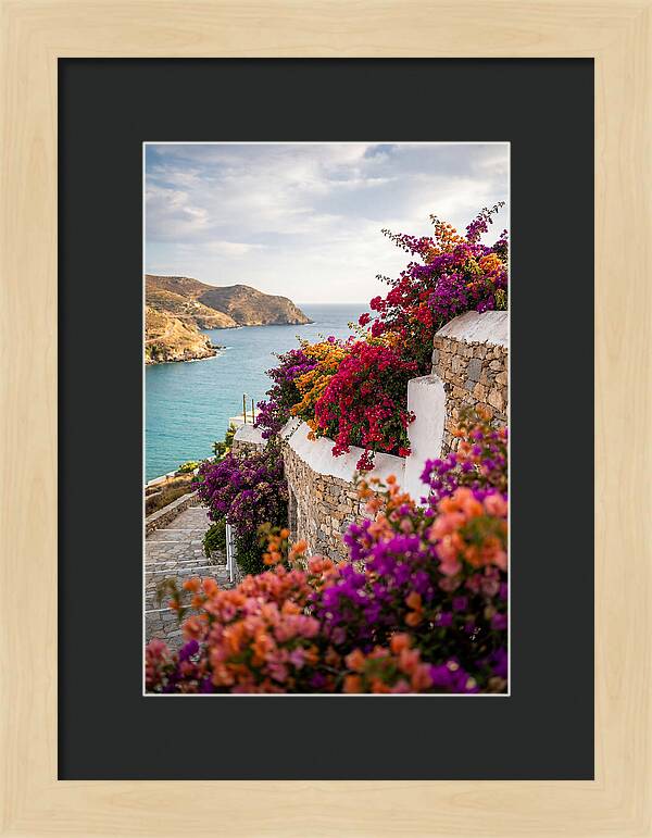 Bougainvillea By The Sea