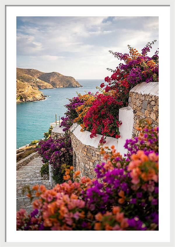 Bougainvillea By The Sea