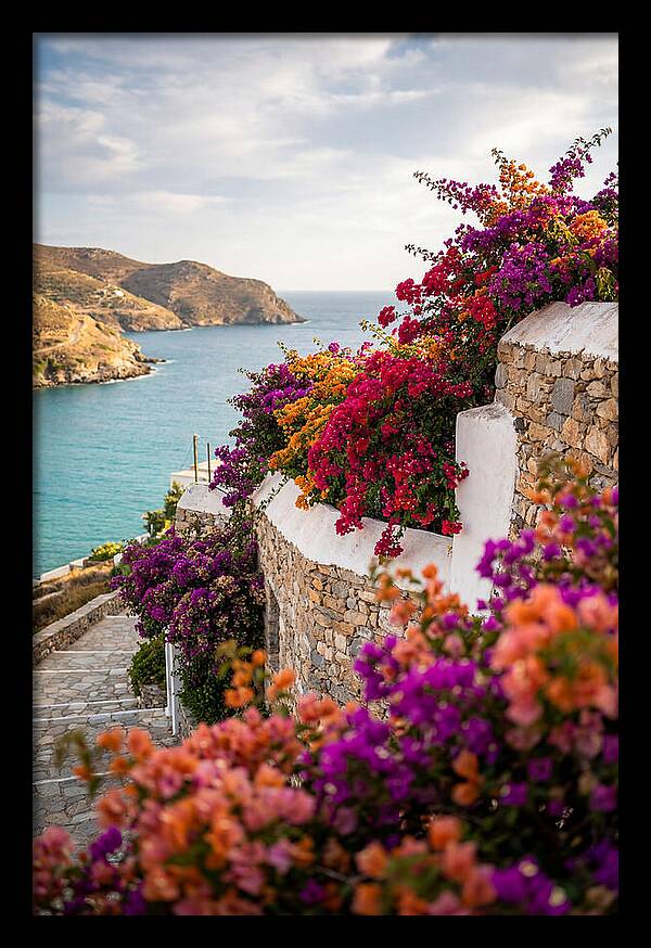 Bougainvillea By The Sea