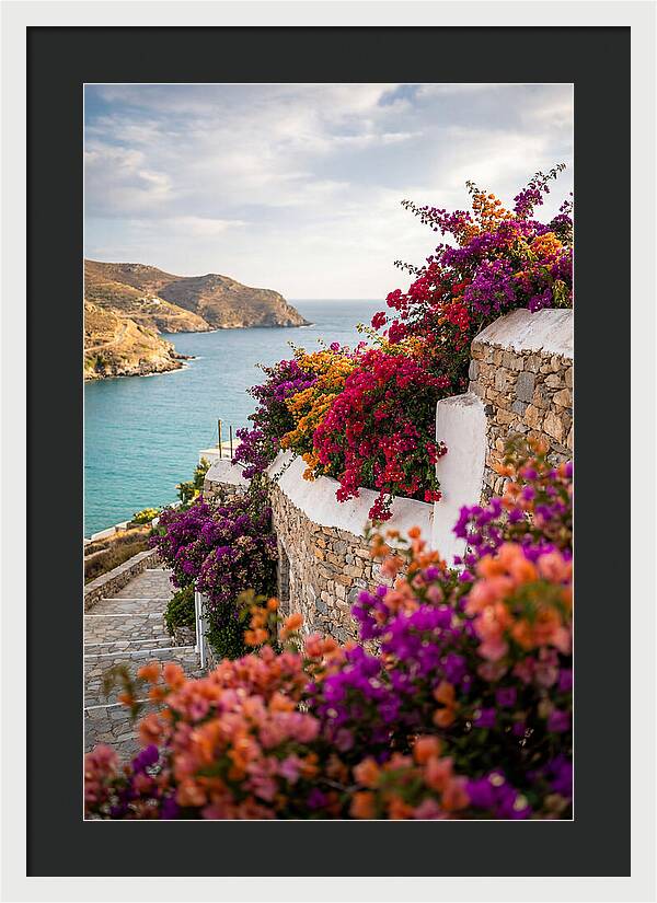 Bougainvillea By The Sea