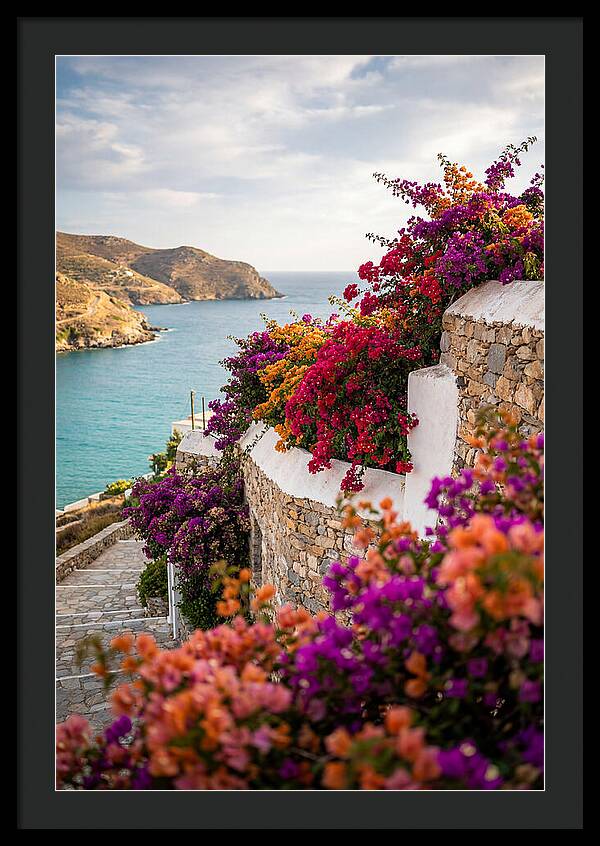 Bougainvillea By The Sea