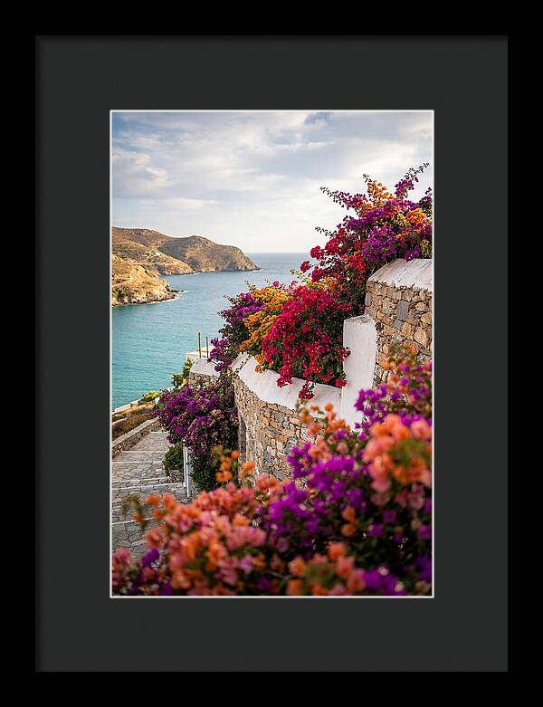 Bougainvillea By The Sea