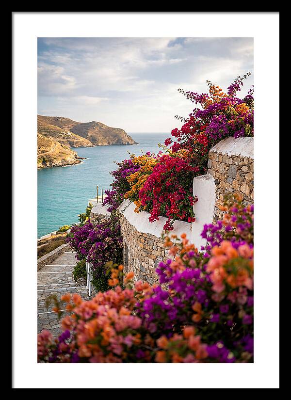 Bougainvillea By The Sea