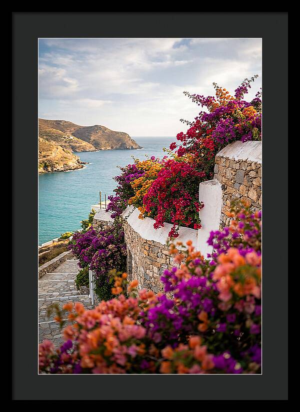 Bougainvillea By The Sea