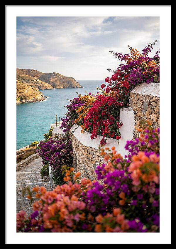 Bougainvillea By The Sea