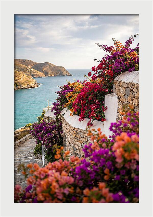 Bougainvillea By The Sea