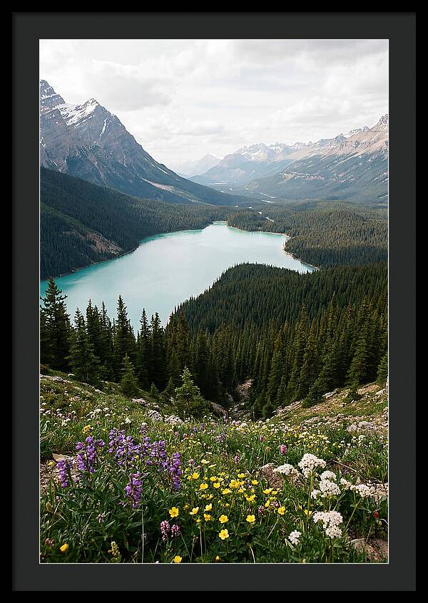 Bow Summit Overlooking Peyto Lake