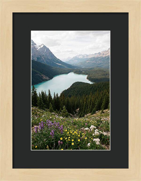Bow Summit Overlooking Peyto Lake