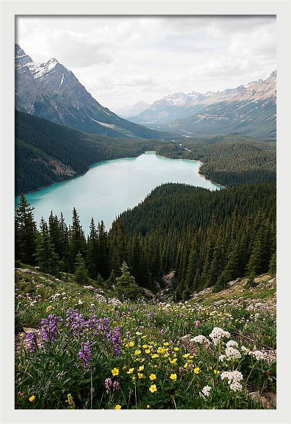 Bow Summit Overlooking Peyto Lake