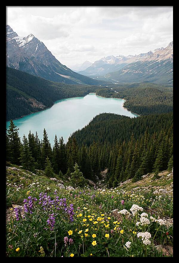 Bow Summit Overlooking Peyto Lake