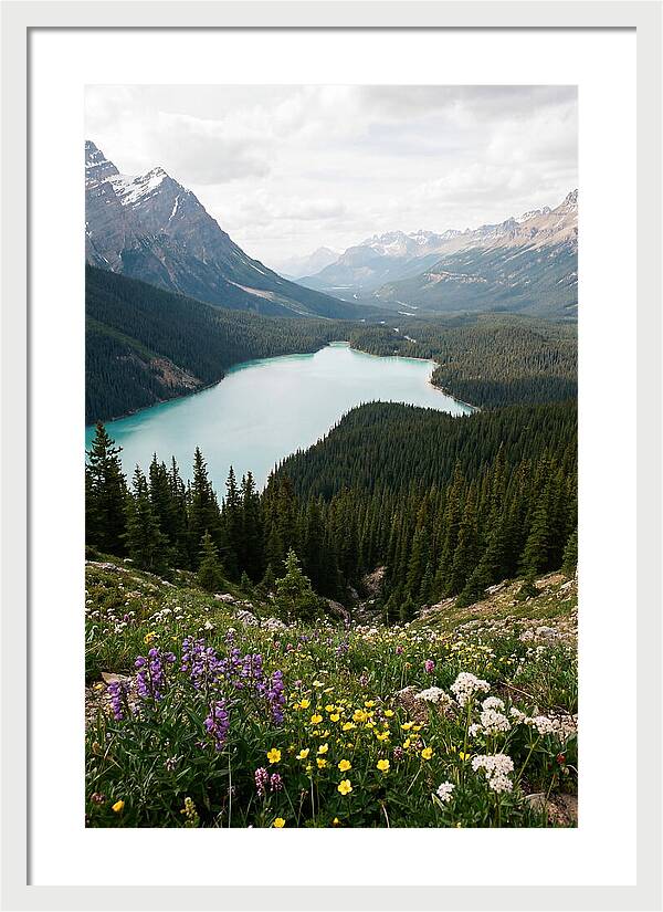 Bow Summit Overlooking Peyto Lake