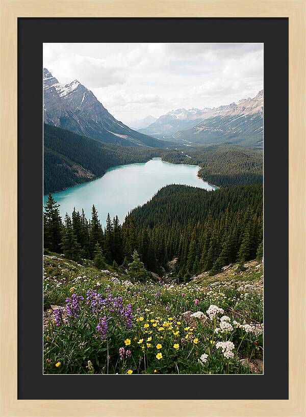 Bow Summit Overlooking Peyto Lake