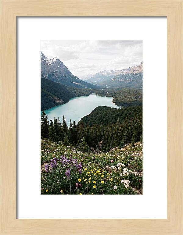 Bow Summit Overlooking Peyto Lake